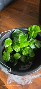 Aniubas  aquarium plants