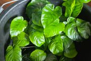 Aniubas  aquarium plants