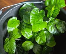Aniubas  aquarium plants