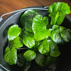 Aniubas  aquarium plants
