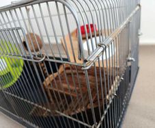 Cage - hamsters, rats, guinea pigs