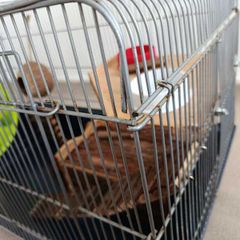 Cage - hamsters, rats, guinea pigs