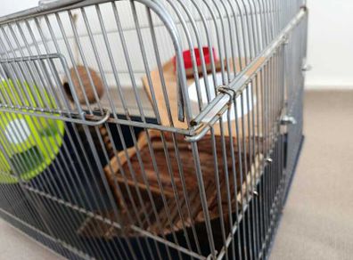 Cage - hamsters, rats, guinea pigs