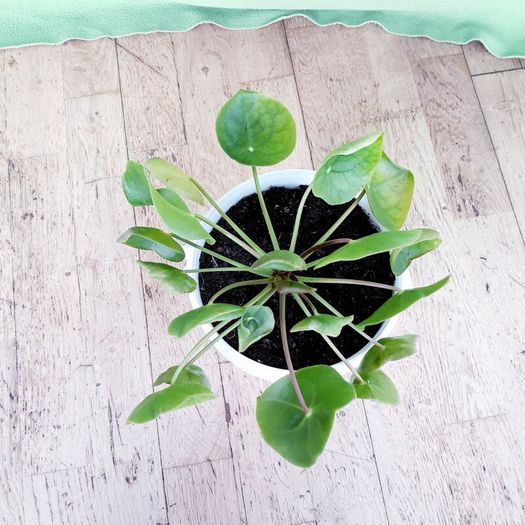 Chinese Money Plant - Pilea peperomioides