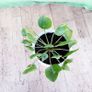 Chinese Money Plant - Pilea peperomioides Image 6