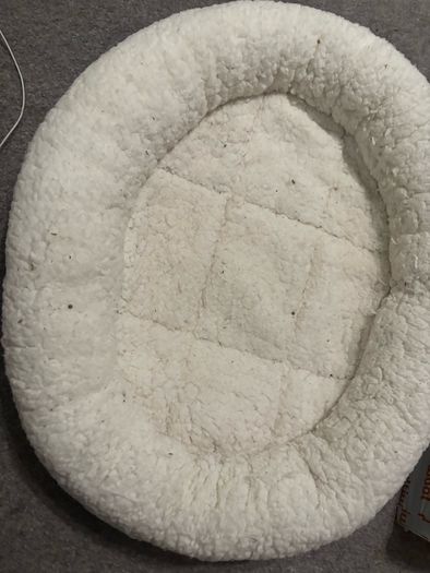 cat bed
