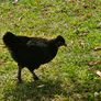 Hens & pullets Image 4
