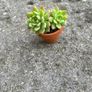 plant Image 4