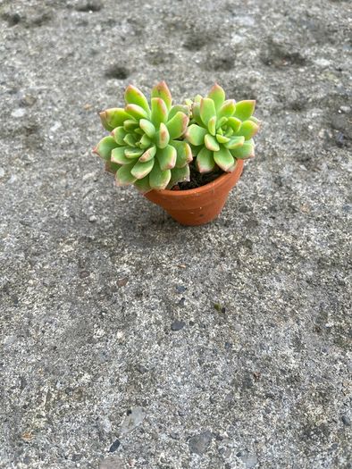 plant
