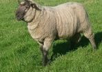 Cross bred hogget rams for sale