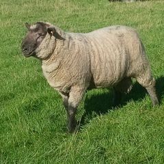 Cross bred hogget rams for sale