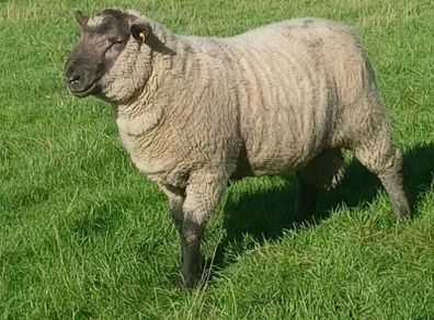 Cross bred hogget rams for sale