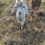 Buck kid goats Image 2