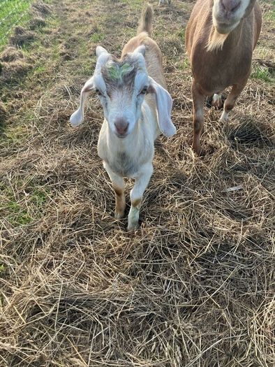 Buck kid goats