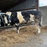Incalf heifer Image 3