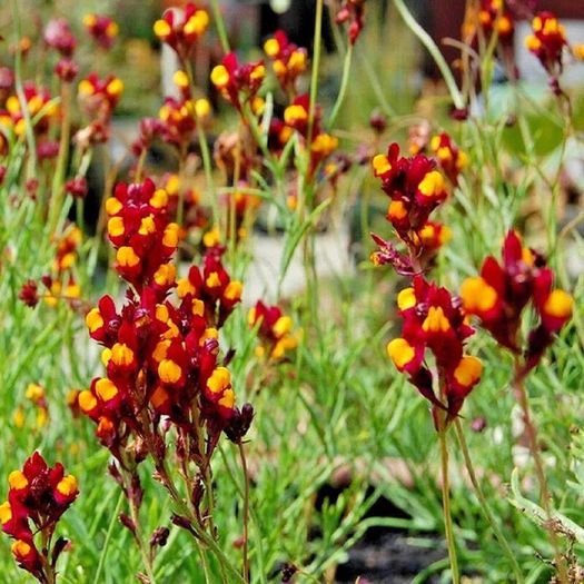 (F) Purple-net Toadflax Cordoba 0.3g Spanish Dancer seeds (415540)