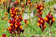 (F) Purple-net Toadflax Cordoba 0.3g Spanish Dancer seeds (415540)