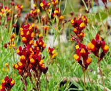 (F) Purple-net Toadflax Cordoba 0.3g Spanish Dancer seeds (415540)