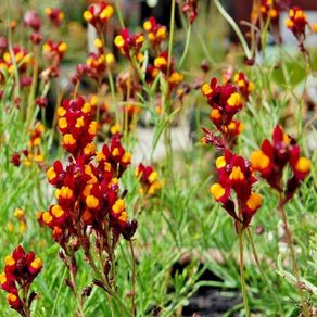 (F) Purple-net Toadflax Cordoba 0.3g Spanish Dancer seeds (415540)