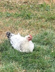 Male pullet