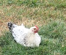 Male pullet