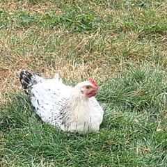 Male pullet