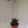 Succulent Plant Image 2