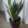 Sansevieria Laurentii planter Image 4
