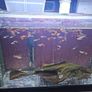 guppies Image 6