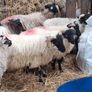 Lambs Image 5