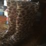 ladies wellington boots, only worn once. Size 7/40. Image 3