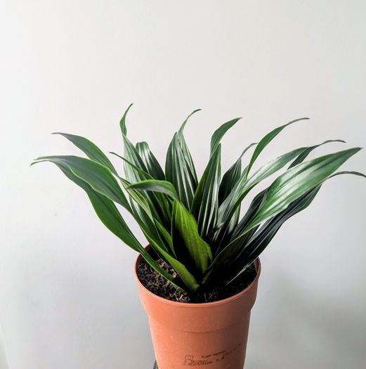 Dracaena Compacta Plant