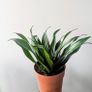 Dracaena Compacta Plant Image 4