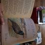 Vintage The Country Diary of an Edwardian Lady Image 9