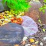Ramshorn Snails Image 3