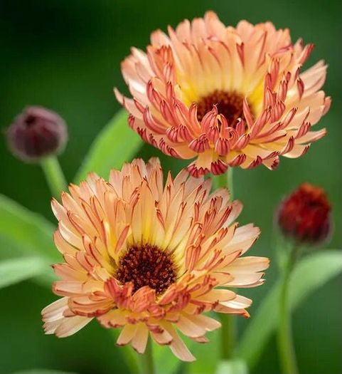 (C) Marigold Sunset Buff seeds 1g Limited Stock (414888)