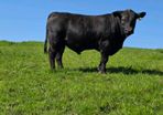 Pedigree Angus bulls
