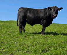 Pedigree Angus bulls