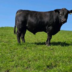 Pedigree Angus bulls