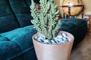 Cactus in Pot