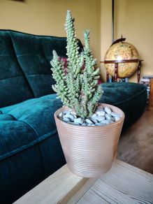 Cactus in Pot