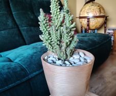 Cactus in Pot