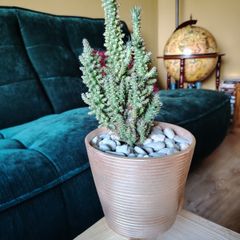 Cactus in Pot
