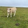 Organic Charolais breeding heifers Image 10