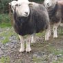 Herwick ram and 4 ewes for sale Image 4