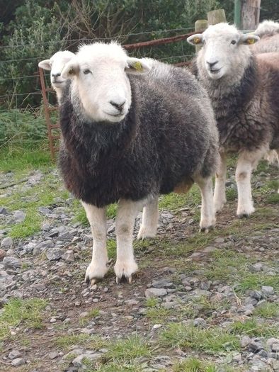 Herwick ram and 4 ewes for sale