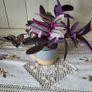Tradescantia Nanouk. Image 5