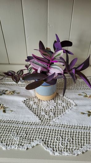 Tradescantia Nanouk.