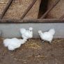 Silkie Image 2