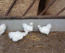 Silkie